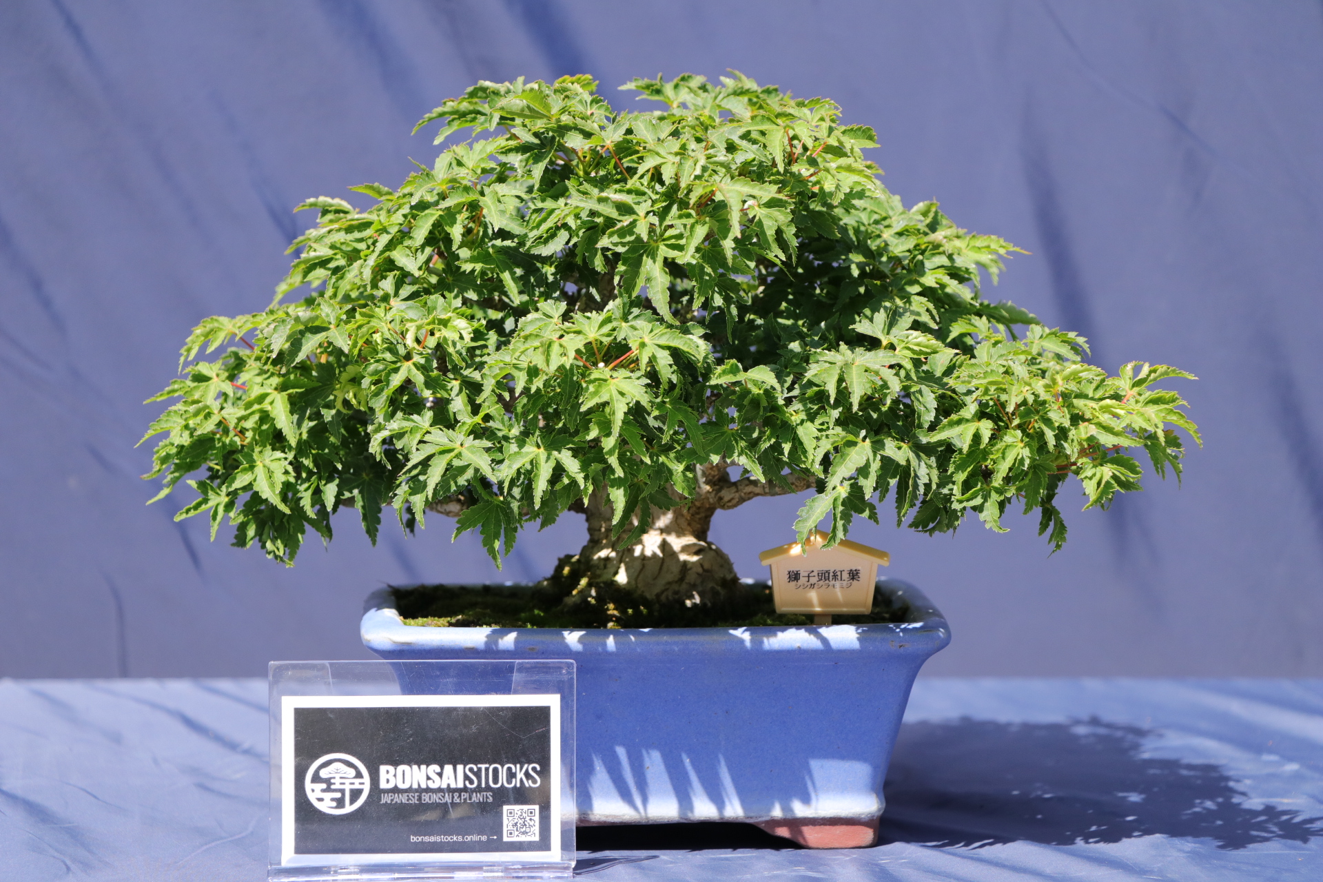 獅子頭紅葉 獅子頭もみじ 獅子頭紅葉盆栽 獅子頭もみじ盆栽 楓 双幹 足元極太 獅子頭紅葉 獅子頭もみじ 獅子頭紅葉盆栽 獅子頭もみじ盆栽 楓 双幹