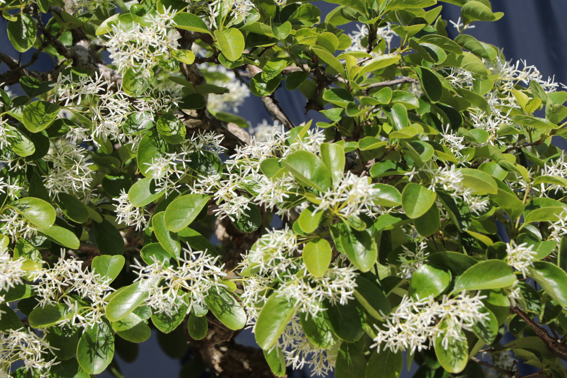 一葉たご（ヒトツバタゴ/ナンジャモンジャ） – Bonsai Stocks
